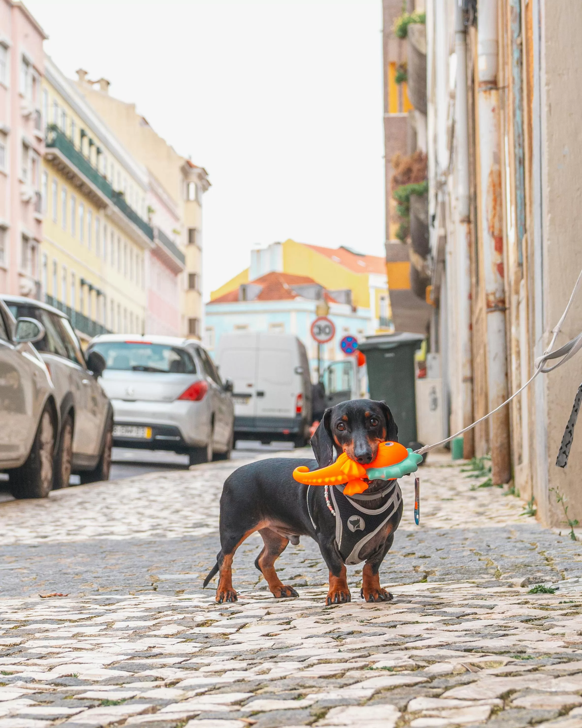 Why Pets Rule the Internet: The Story Behind Viral Dog Toys