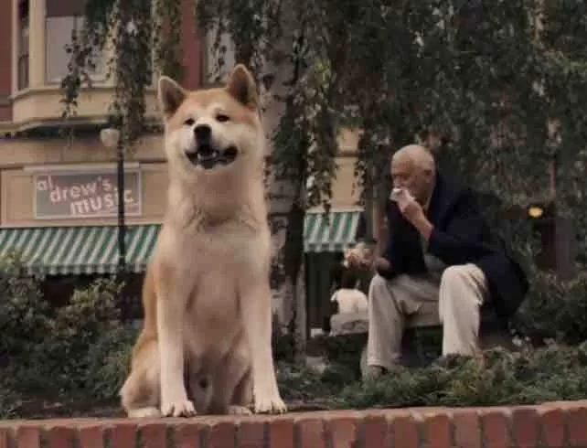 Hachiko: The Heartbreaking Tale of Loyalty