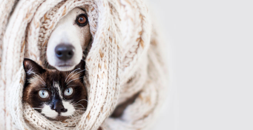 Find the Best Pet Care for Your Furry Friend