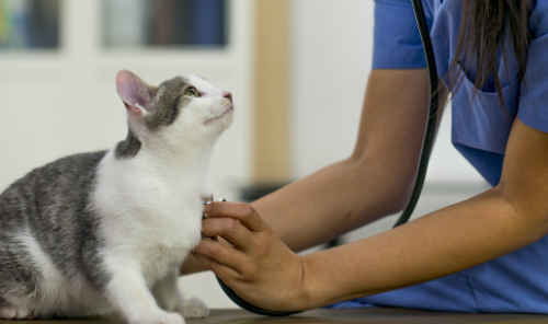 Finding the Perfect Vet for Your Furry Friends: Tailored Care for Dogs, Cats, and More