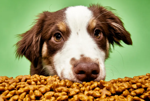 How-Proper-Nutrition-Shapes-Your-Dog-Health:-A-Comprehensive-Guide-to-Dog-Food