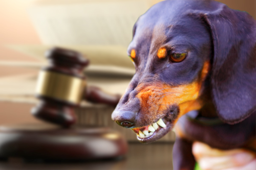 Finding Justice After a Dog Bite: Choosing the Right Dog Bite Lawyer