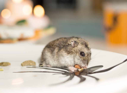 The Art and Science of Mice Catching: A Comprehensive Guide