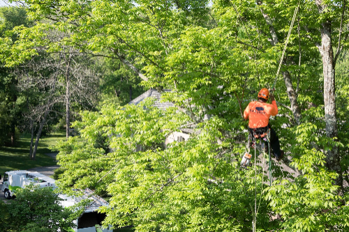 Expert Tree Transplanting Services: Your Go To Solution for Healthy Trees