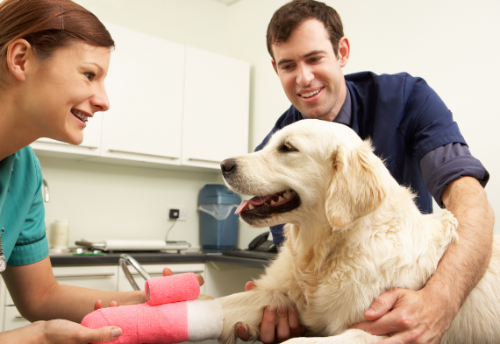 Finding the Best Vet Services Near You: Your Guide to Quality Pet Care