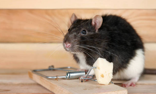 A Guide to Effective Rodent Control